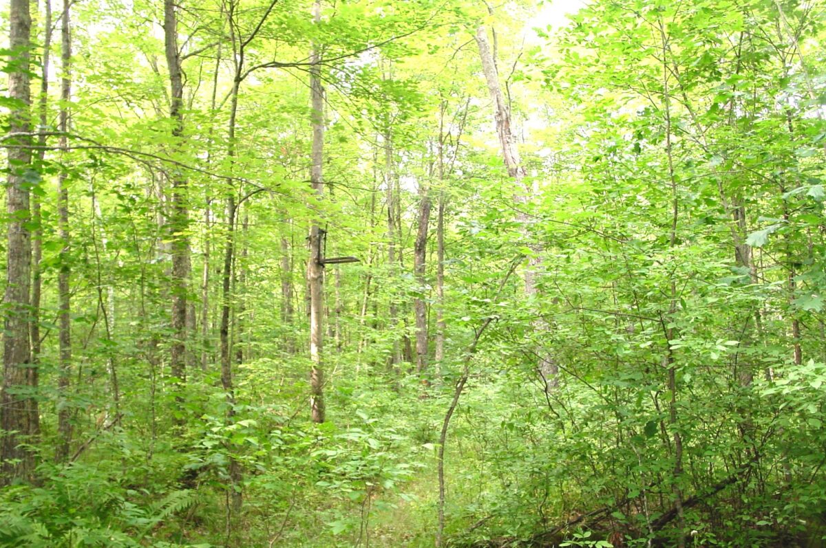 80 Acres on Bailey Road, Bruce WI 54819 - Land house for sale - MLS #1604154 - image25