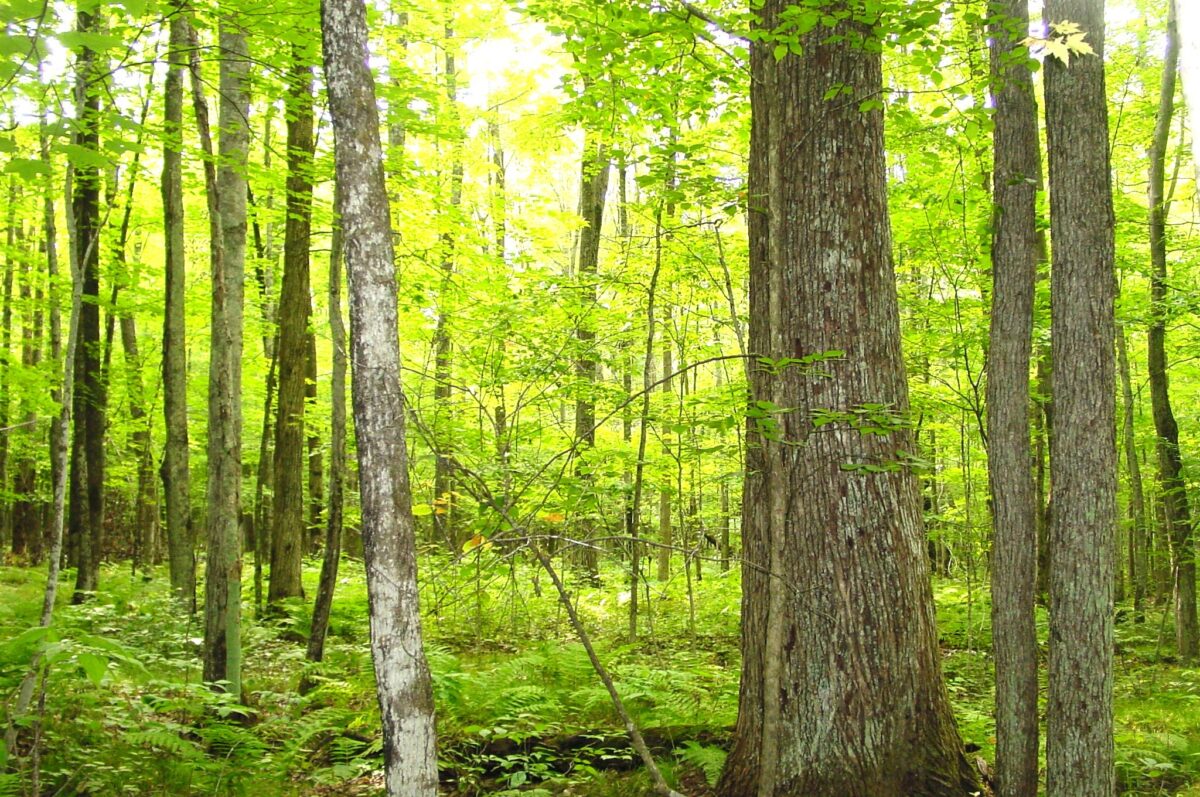 80 Acres on Bailey Road, Bruce WI 54819 - Land house for sale - MLS #1604154 - image27