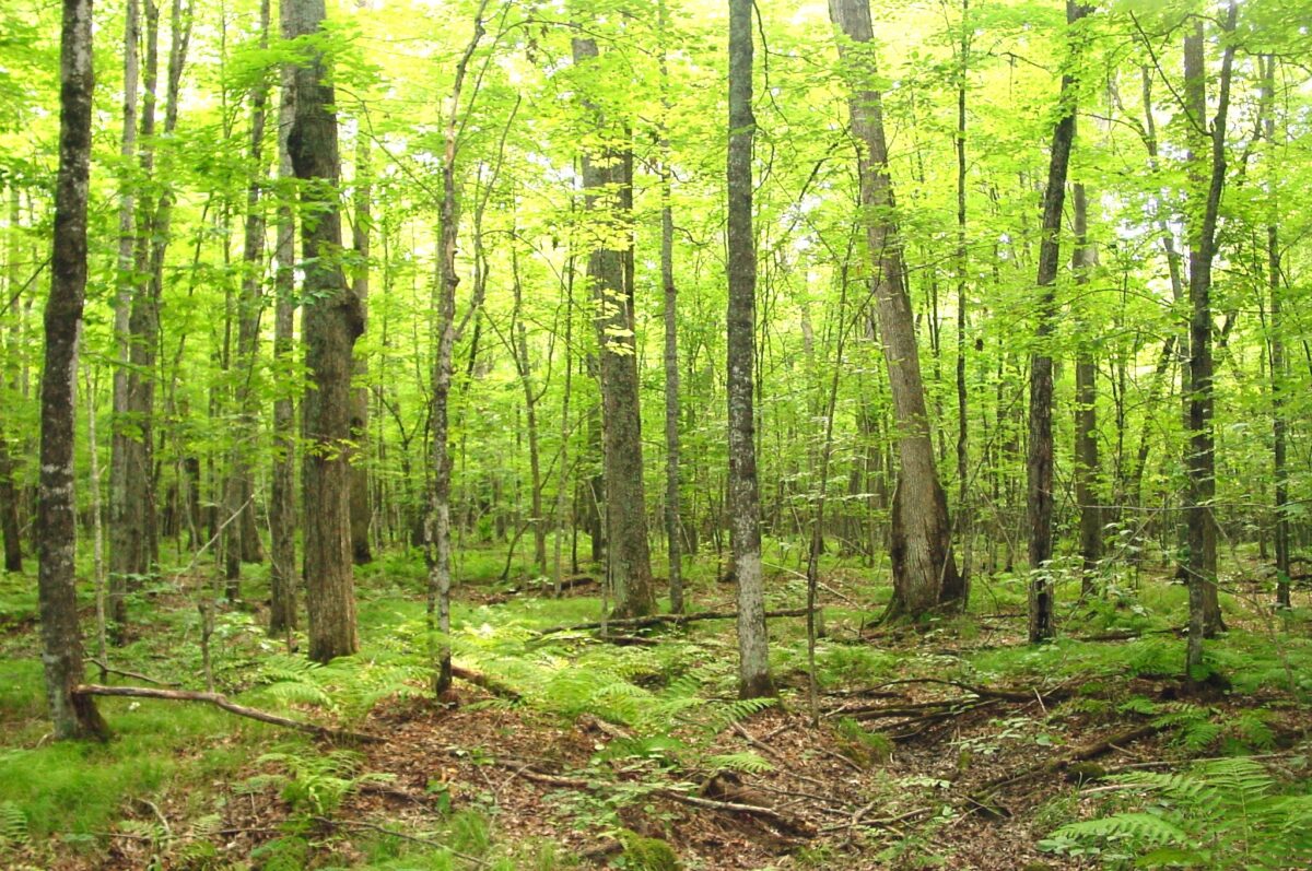 80 Acres on Bailey Road, Bruce WI 54819 - Land house for sale - MLS #1604154 - image28