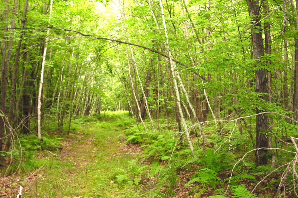 80 Acres on Bailey Road, Bruce WI 54819 - Land house for sale - MLS #1604154 - image4