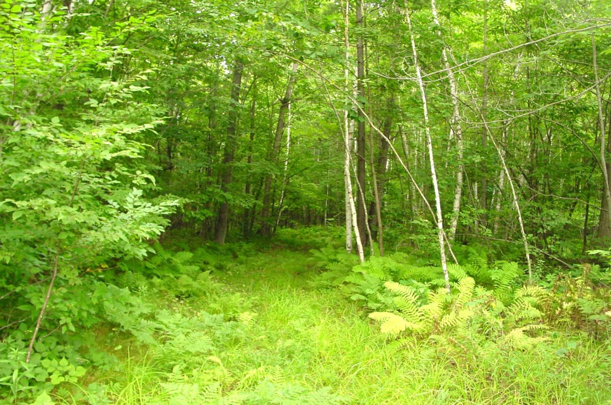 80 Acres on Bailey Road, Bruce WI 54819 - Land house for sale - MLS #1604154 - image32