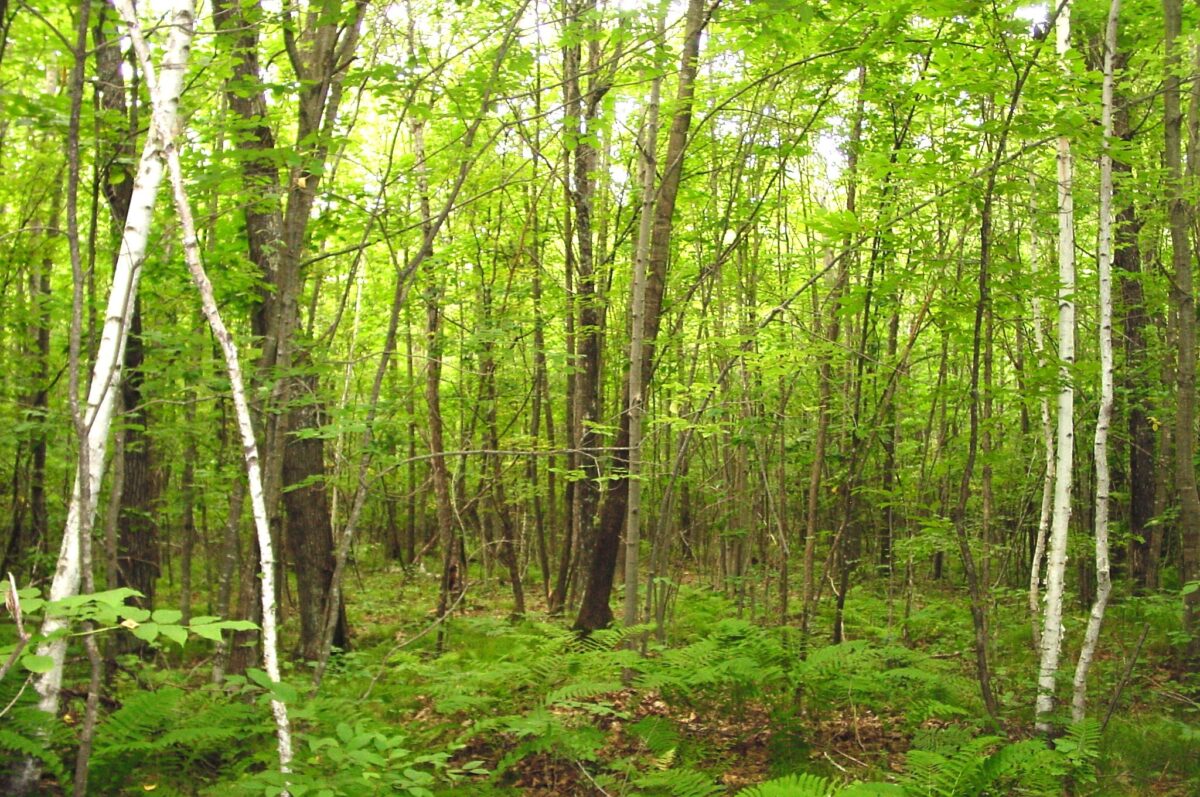 80 Acres on Bailey Road, Bruce WI 54819 - Land house for sale - MLS #1604154 - image33