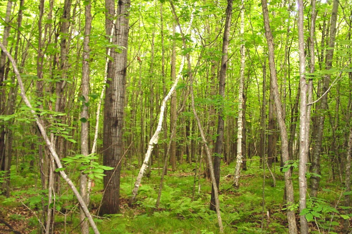 80 Acres on Bailey Road, Bruce WI 54819 - Land house for sale - MLS #1604154 - image34