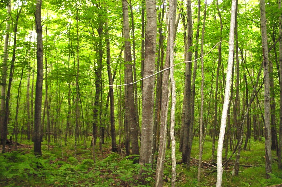 80 Acres on Bailey Road, Bruce WI 54819 - Land house for sale - MLS #1604154 - image5