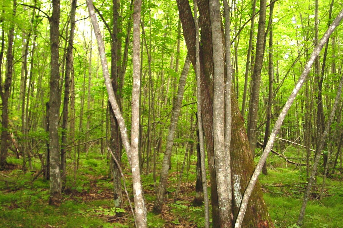 80 Acres on Bailey Road, Bruce WI 54819 - Land house for sale - MLS #1604154 - image6
