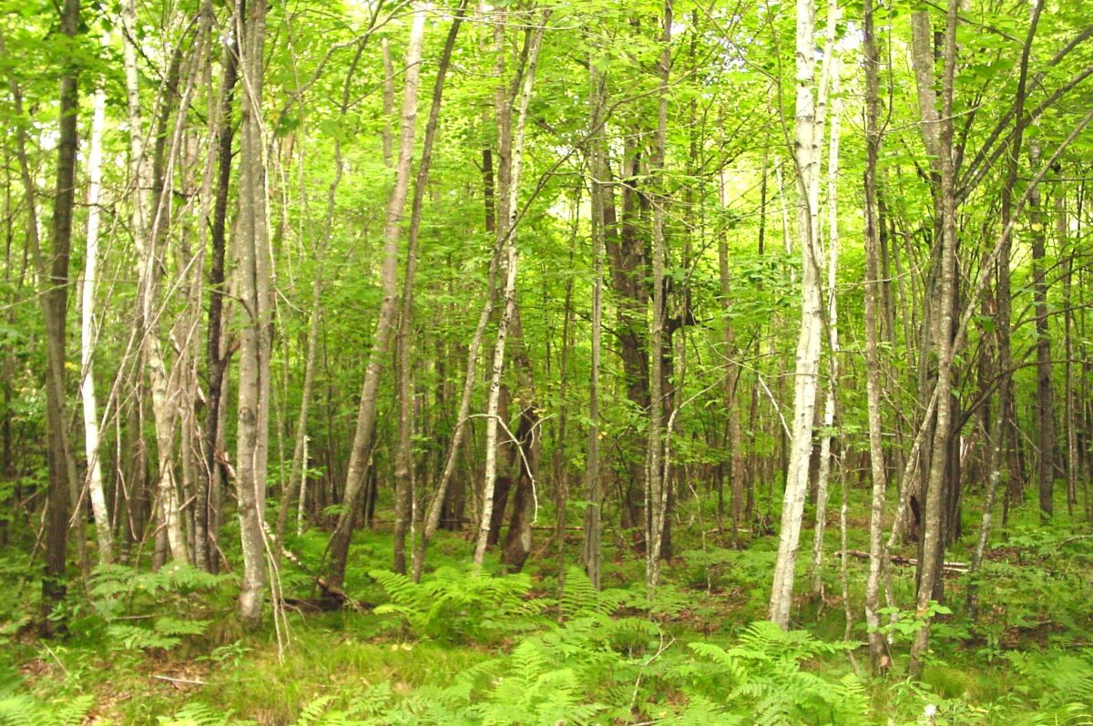 80 Acres on Bailey Road, Bruce WI 54819 - Land house for sale - MLS #1604154 - image7