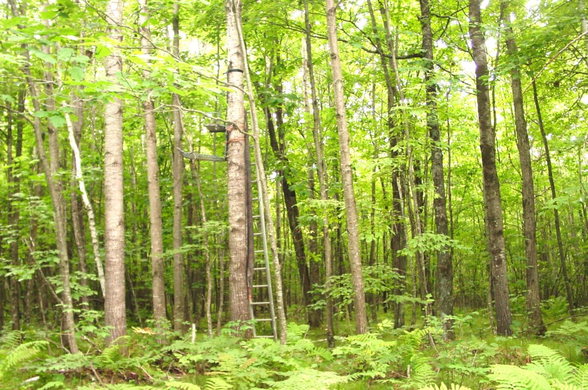 80 Acres on Bailey Road, Bruce WI 54819 - Land house for sale - MLS #1604154 - image8