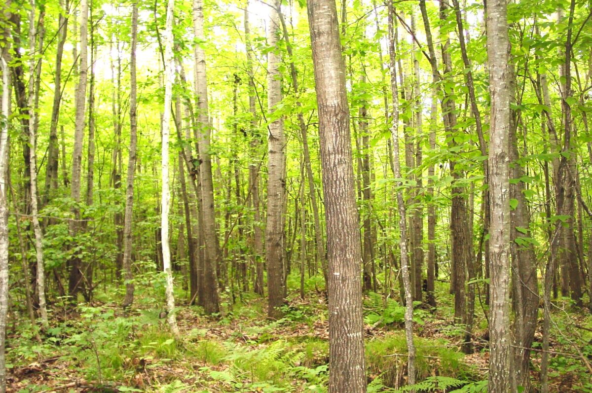 80 Acres on Bailey Road, Bruce WI 54819 - Land house for sale - MLS #1604154 - image9