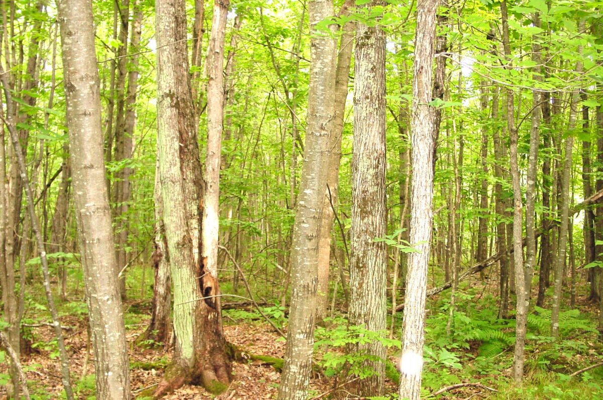 80 Acres on Bailey Road, Bruce WI 54819 - Land house for sale - MLS #1604154 - image10
