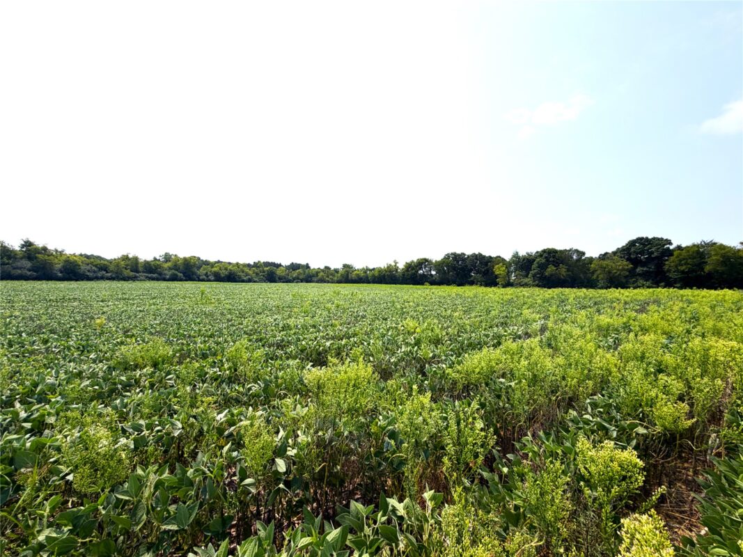 8.28 acres Van Tassel Rd, Osseo WI 54758 - CommercialSale house for sale - MLS #1604127 - image8