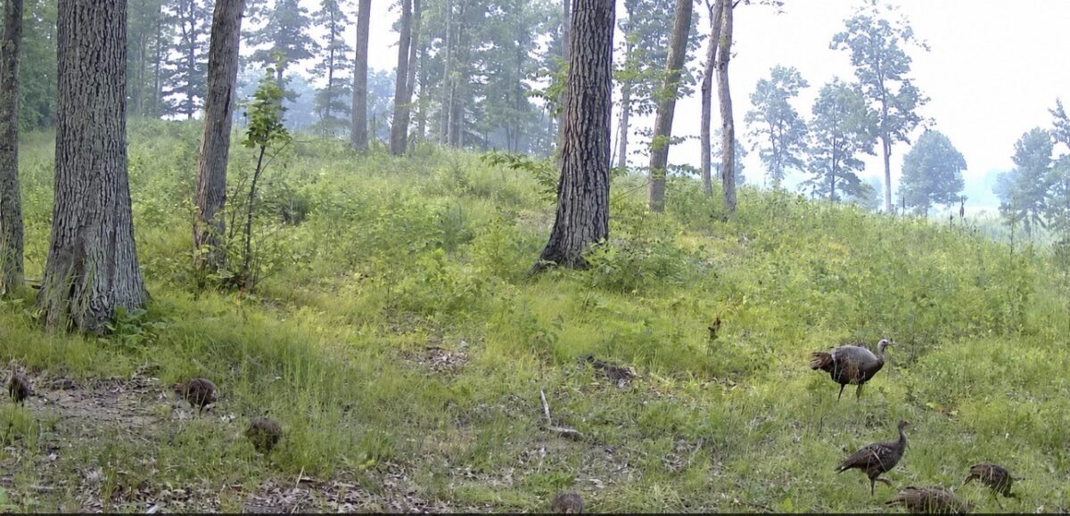 9211 Tripp Road, Springbrook WI 54875 - Land house for sale - MLS #1604159 - image19