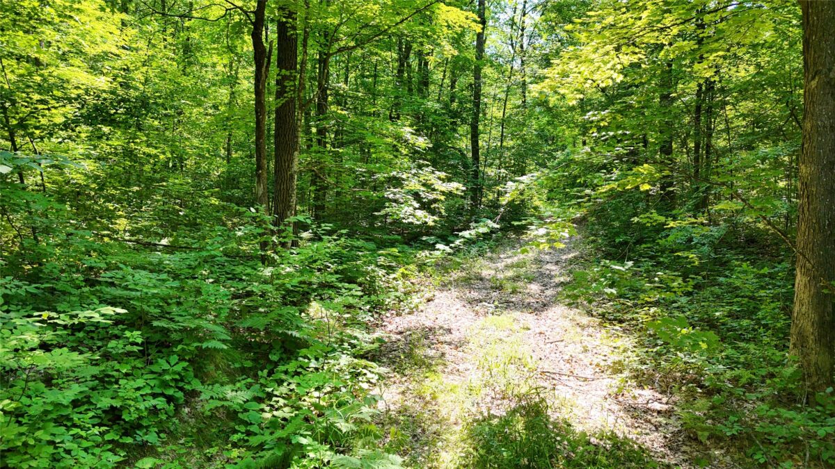 Lot 15 Wolf Lane, Hayward WI 54843 - Land house for sale - MLS #1603884 - image2