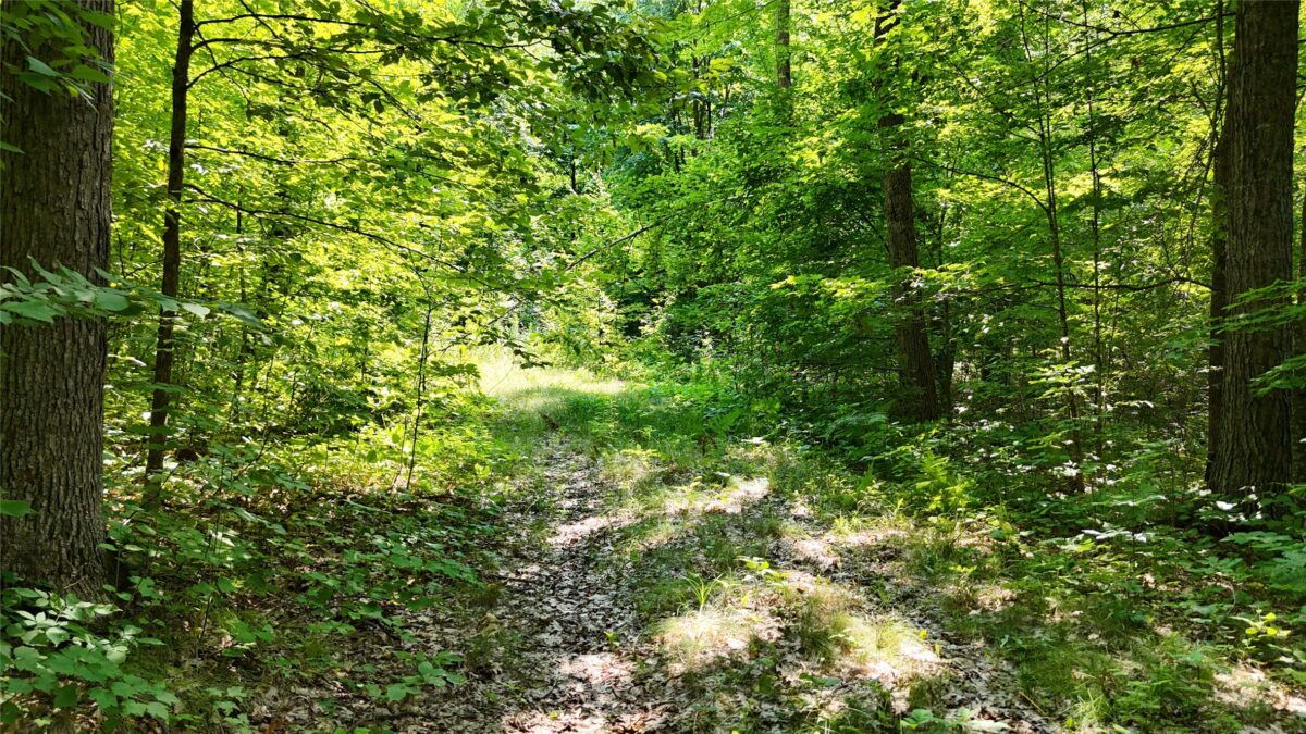 Lot 15 Wolf Lane, Hayward WI 54843 - Land house for sale - MLS #1603884 - image16