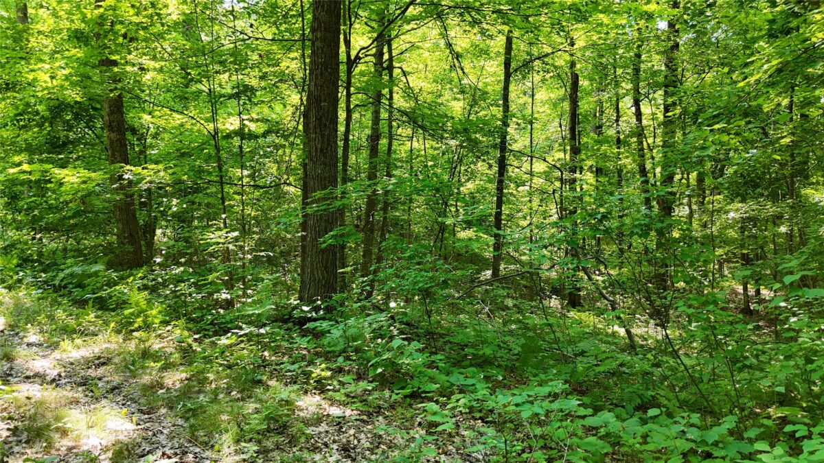 Lot 15 Wolf Lane, Hayward WI 54843 - Land house for sale - MLS #1603884 - image17