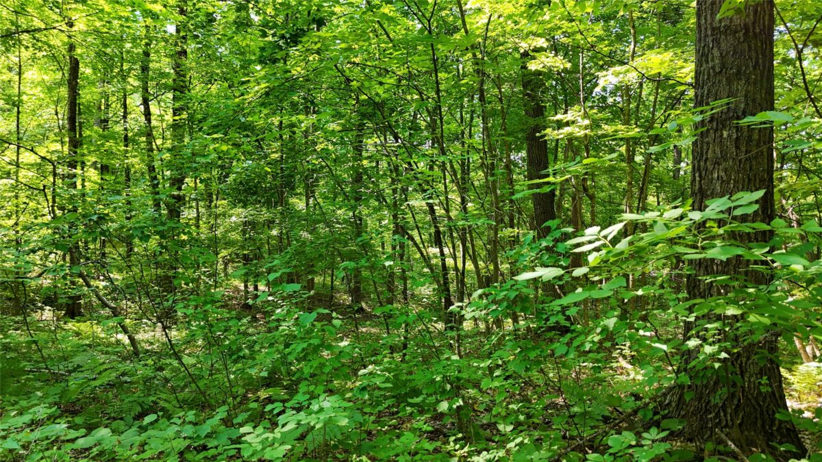 Lot 15 Wolf Lane, Hayward WI 54843 - Land house for sale - MLS #1603884 - image18