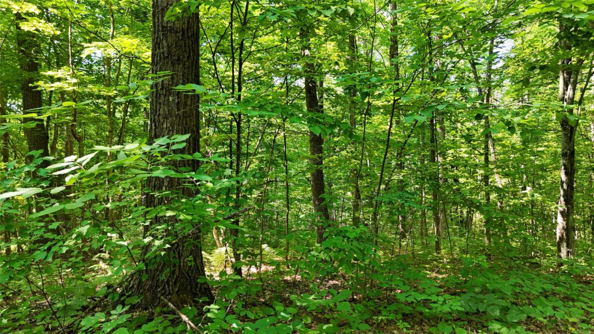 Lot 15 Wolf Lane, Hayward WI 54843 - Land house for sale - MLS #1603884 - image19