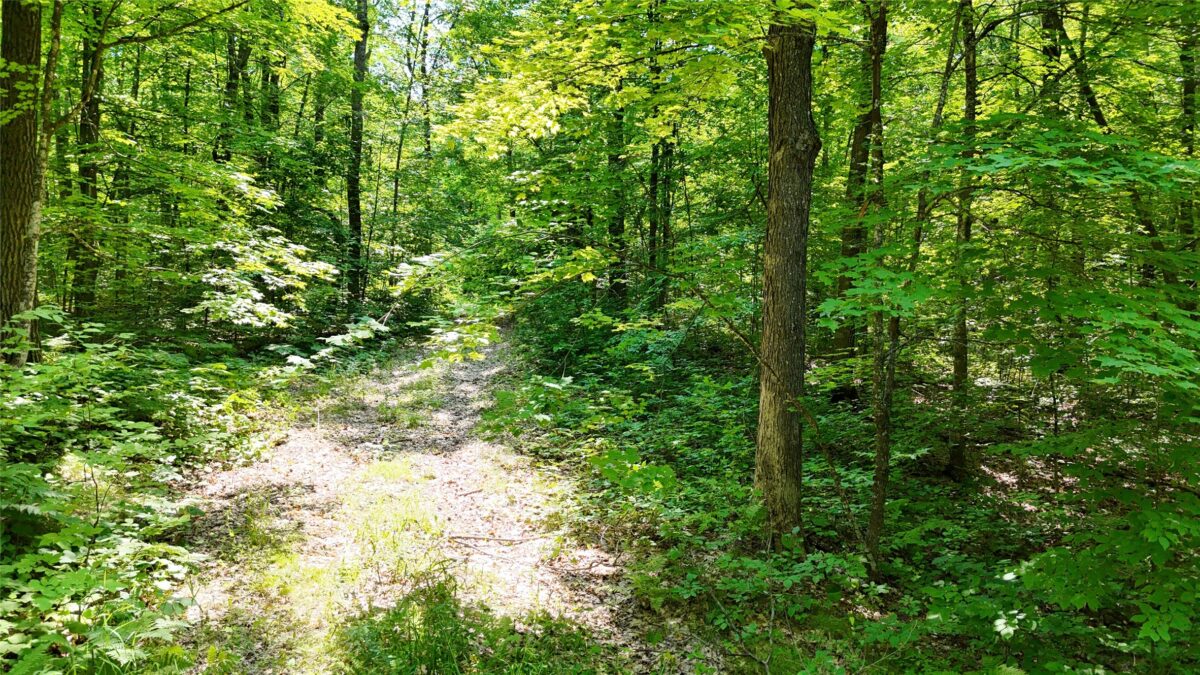 Lot 15 Wolf Lane, Hayward WI 54843 - Land house for sale - MLS #1603884 - image3