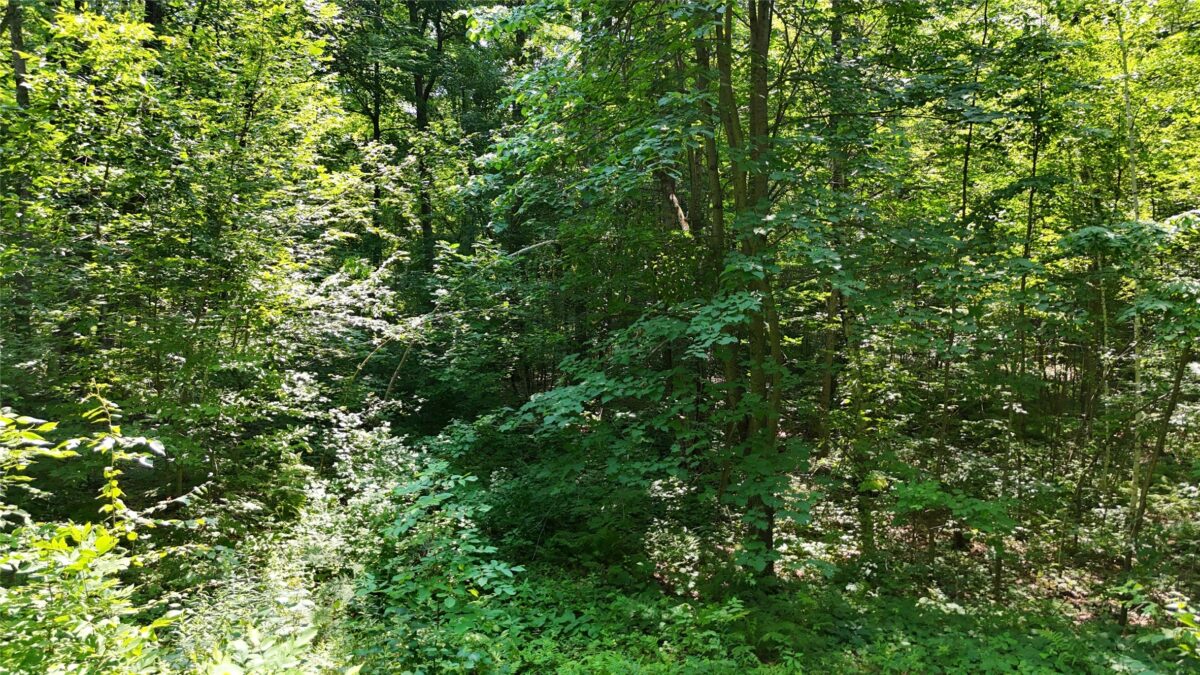Lot 15 Wolf Lane, Hayward WI 54843 - Land house for sale - MLS #1603884 - image21