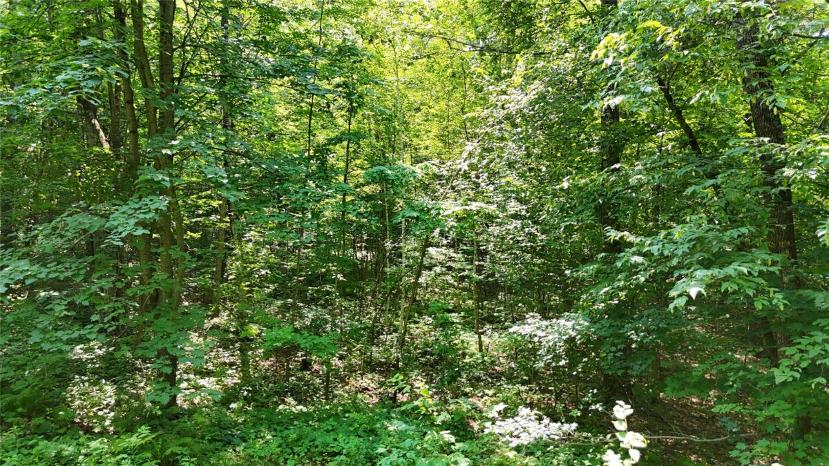 Lot 15 Wolf Lane, Hayward WI 54843 - Land house for sale - MLS #1603884 - image22