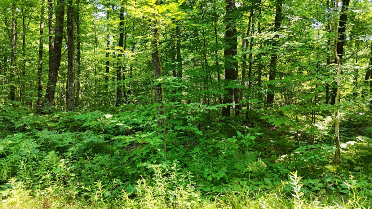 Lot 15 Wolf Lane, Hayward WI 54843 - Land house for sale - MLS #1603884 - image23