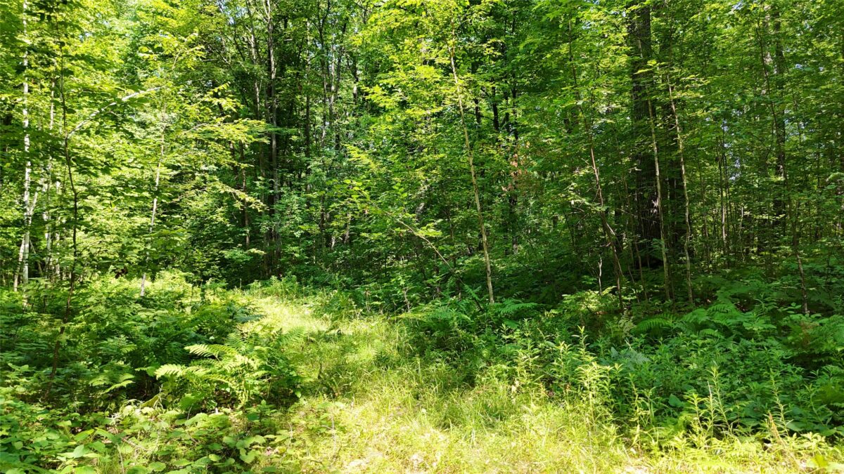 Lot 15 Wolf Lane, Hayward WI 54843 - Land house for sale - MLS #1603884 - image25