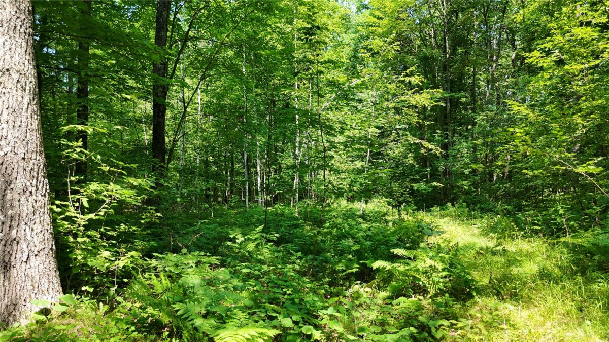 Lot 15 Wolf Lane, Hayward WI 54843 - Land house for sale - MLS #1603884 - image26