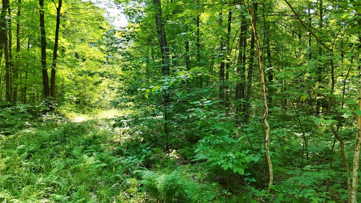 Lot 15 Wolf Lane, Hayward WI 54843 - Land house for sale - MLS #1603884 - image27