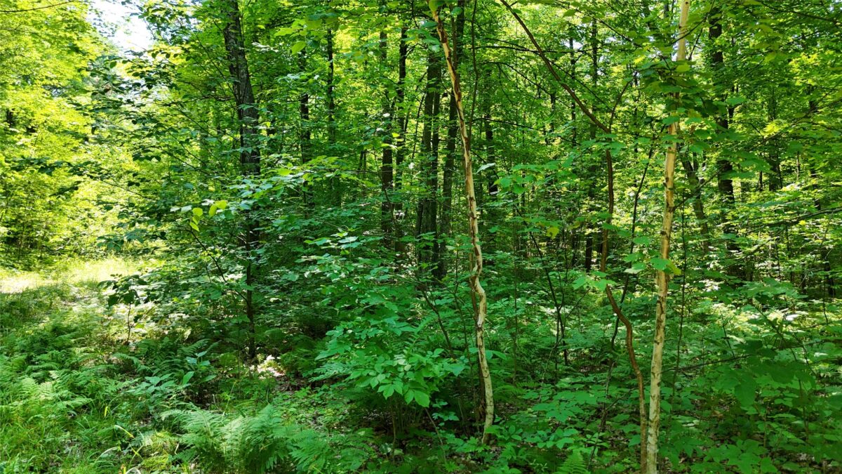 Lot 15 Wolf Lane, Hayward WI 54843 - Land house for sale - MLS #1603884 - image28