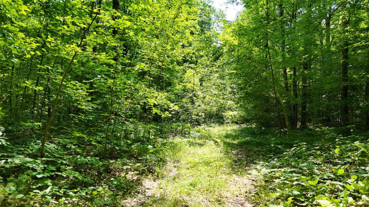 Lot 15 Wolf Lane, Hayward WI 54843 - Land house for sale - MLS #1603884 - image29
