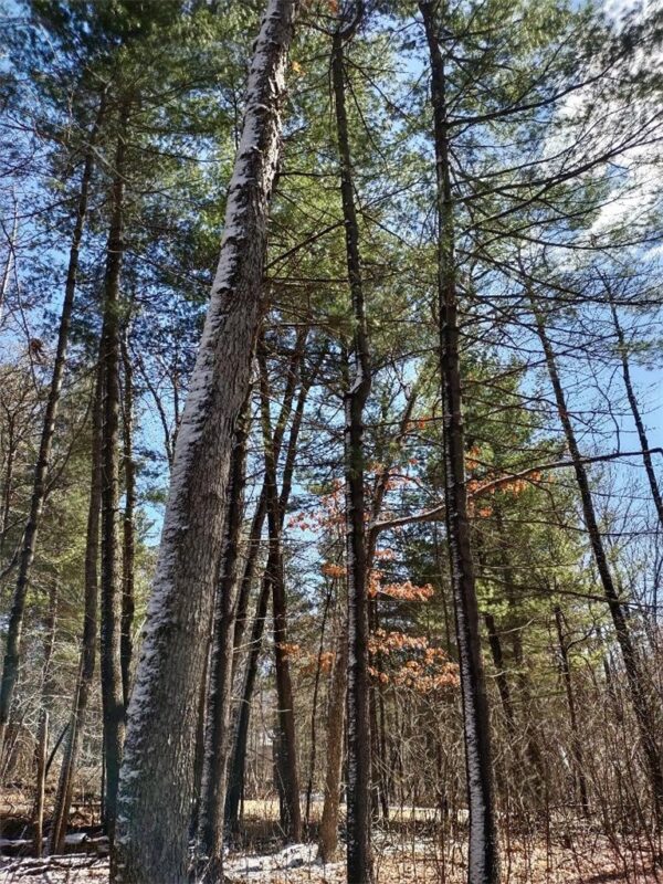 Lot 18 N4XX 297th Street, Eau Galle WI 54737 - Land house for sale - MLS #1590179 - image12
