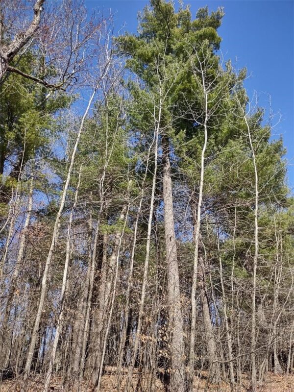 Lot 18 N4XX 297th Street, Eau Galle WI 54737 - Land house for sale - MLS #1590179 - image14