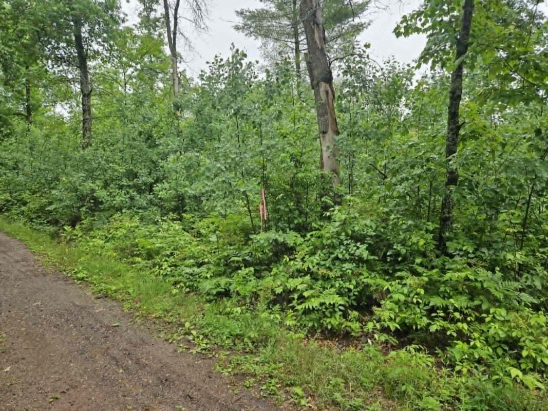 Lot 2 Hilly Lane, Spooner WI 54801 - Land house for sale - MLS #1602448 - image3