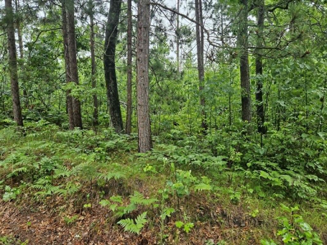 Lot 2 Hilly Lane, Spooner WI 54801 - Land house for sale - MLS #1602448 - image4