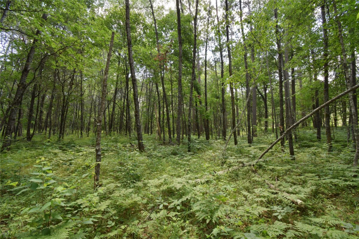 Lot 2 Saylors Lane, Siren WI 54872 - Land house for sale - MLS #1603029 - image11