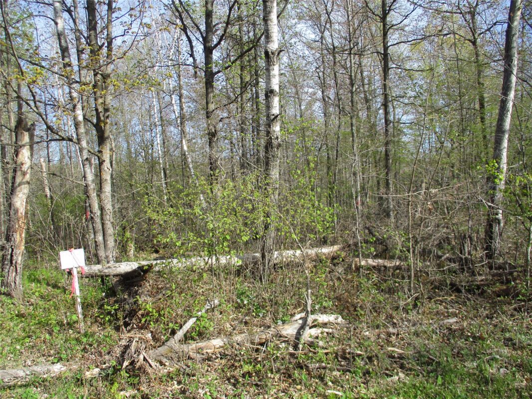 Lot #24 28 1/8 Avenue, Birchwood WI 54817 - Land house for sale - MLS #1601156 - image2