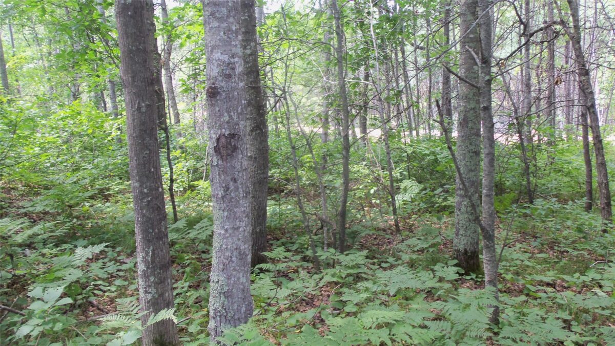 Lot 3 Birch Tree Trl, Spooner WI 54801 - Land house for sale - MLS #1603811 - image11