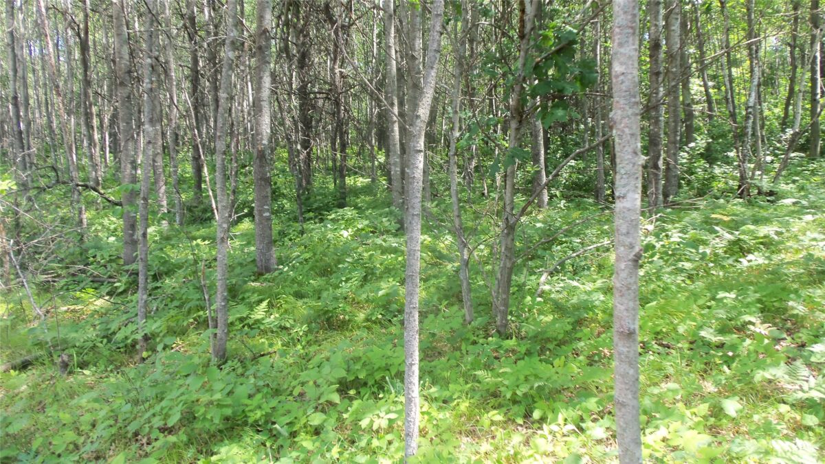 Lot 3 Birch Tree Trl, Spooner WI 54801 - Land house for sale - MLS #1603811 - image4