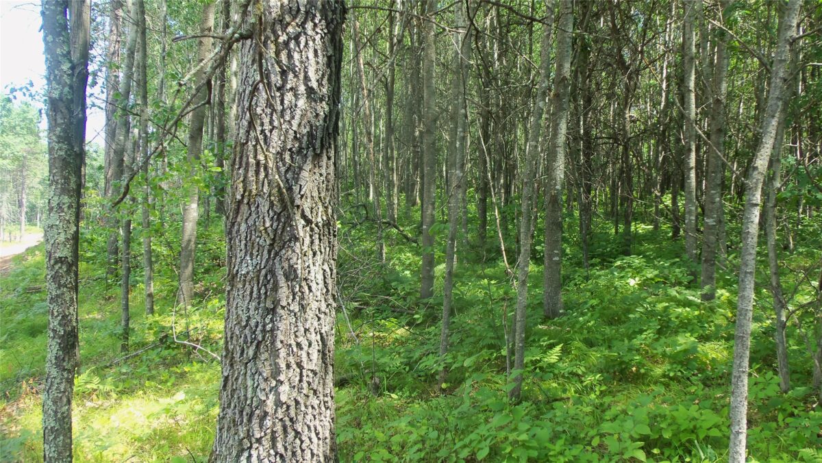 Lot 3 Birch Tree Trl, Spooner WI 54801 - Land house for sale - MLS #1603811 - image5