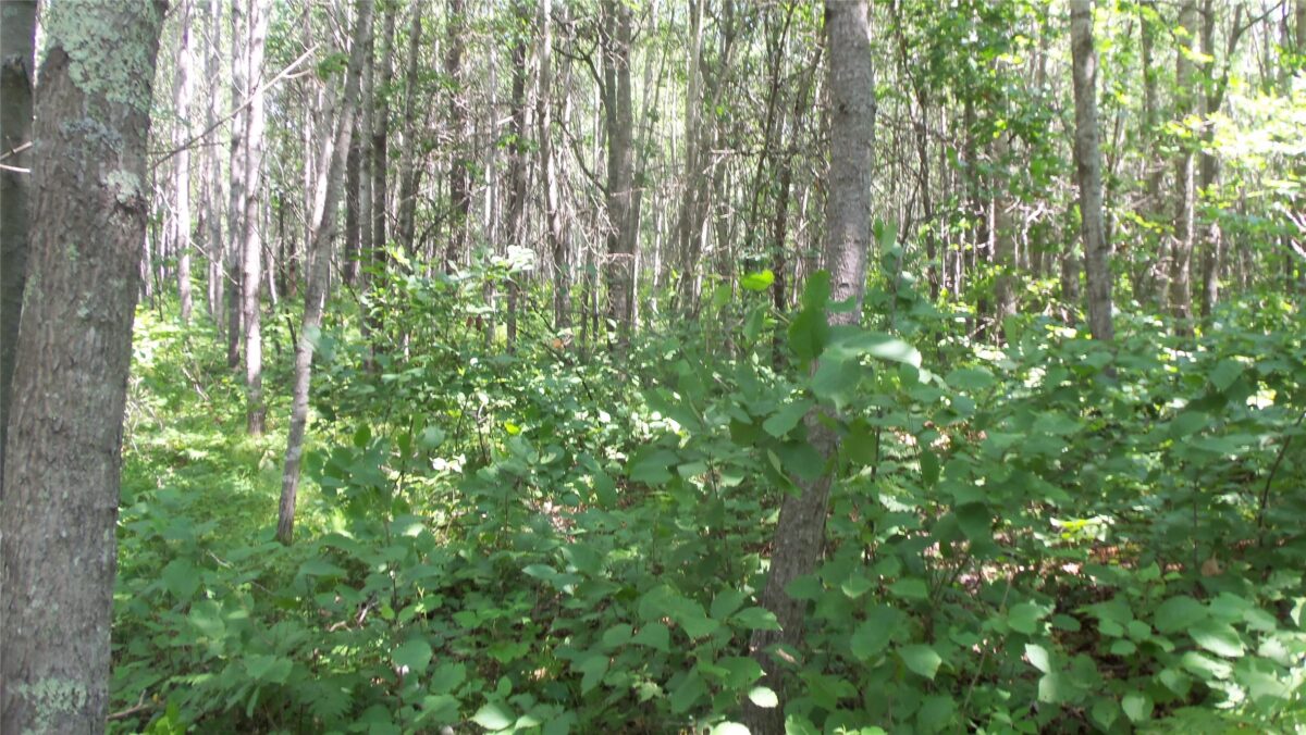 Lot 3 Birch Tree Trl, Spooner WI 54801 - Land house for sale - MLS #1603811 - image6