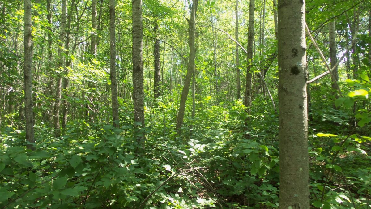 Lot 3 Birch Tree Trl, Spooner WI 54801 - Land house for sale - MLS #1603811 - image7