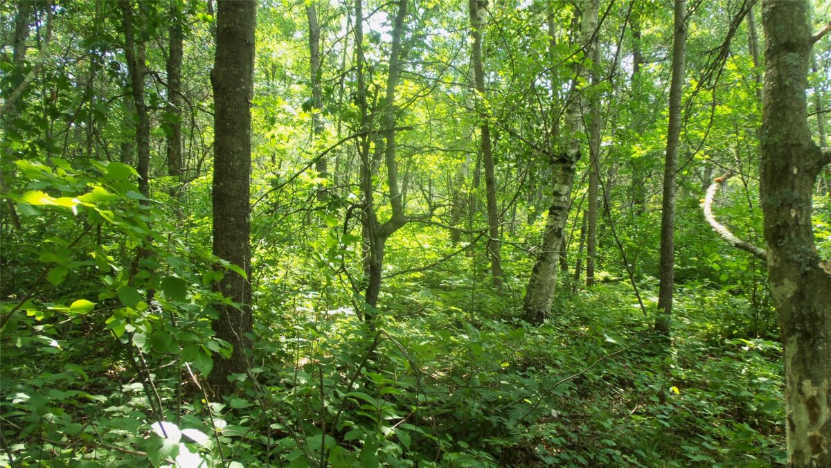 Lot 3 Birch Tree Trl, Spooner WI 54801 - Land house for sale - MLS #1603811 - image8