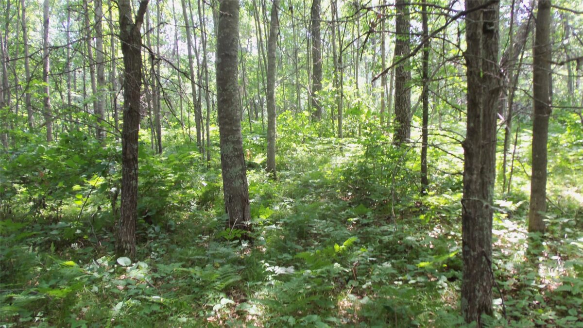 Lot 3 Birch Tree Trl, Spooner WI 54801 - Land house for sale - MLS #1603811 - image9