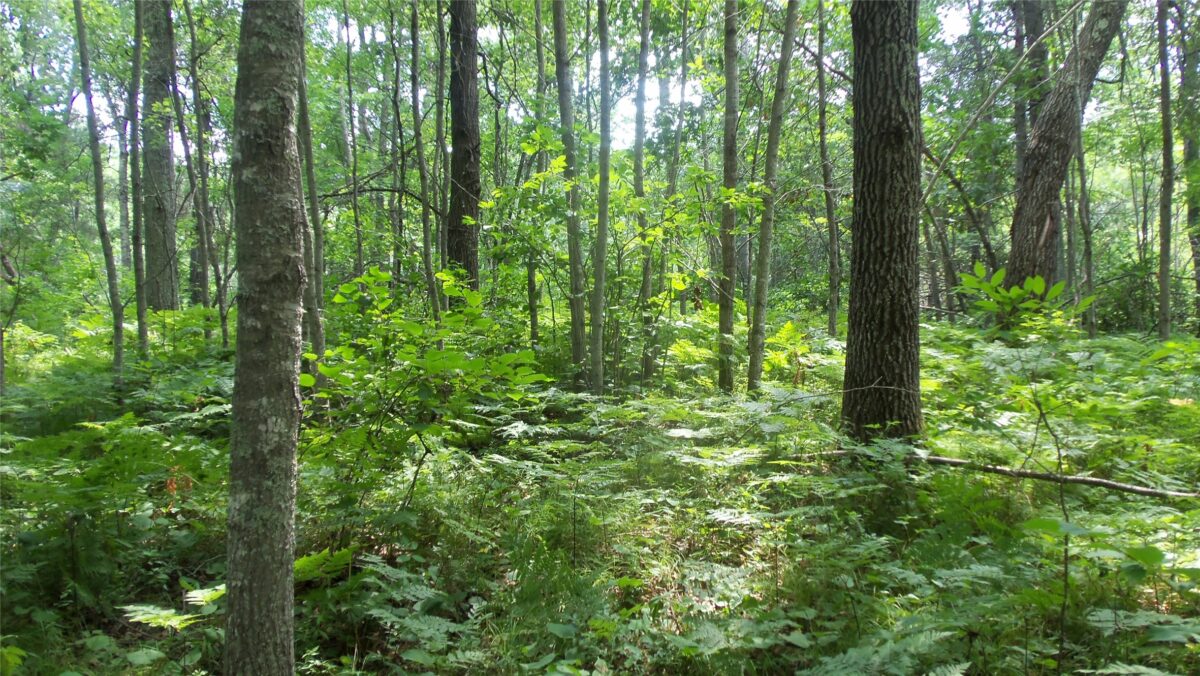 Lot 3 Birch Tree Trl, Spooner WI 54801 - Land house for sale - MLS #1603811 - image10