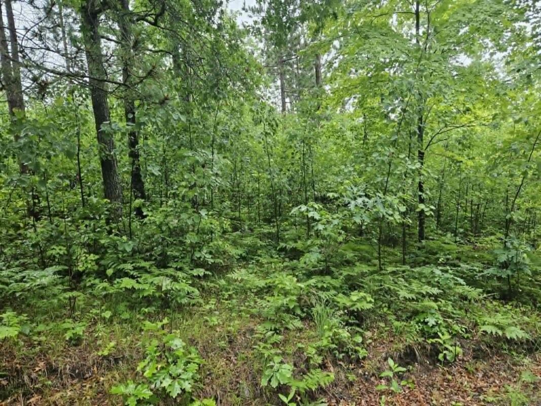 Lot 3 Hilly Lane, Spooner WI 54801 - Land house for sale - MLS #1602449 - image2