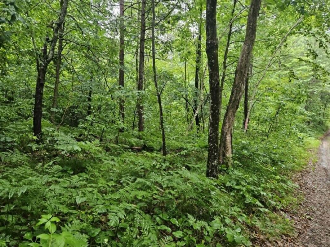 Lot 3 Hilly Lane, Spooner WI 54801 - Land house for sale - MLS #1602449 - image3