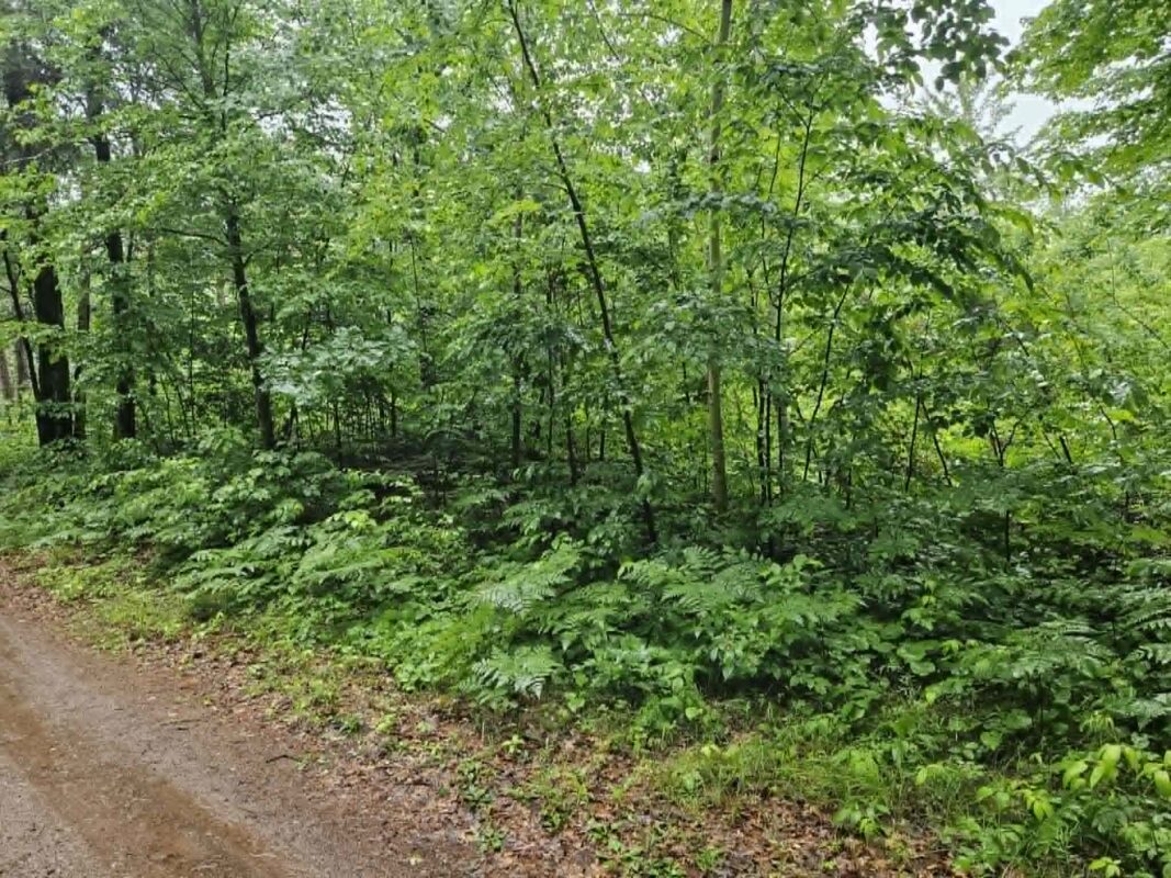 Lot 3 Hilly Lane, Spooner WI 54801 - Land house for sale - MLS #1602449 - image4