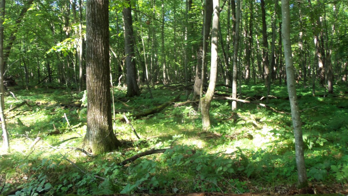 Lot 3 Howard Johnson Trail, Siren WI 54872 - Land house for sale - MLS #1603643 - image3