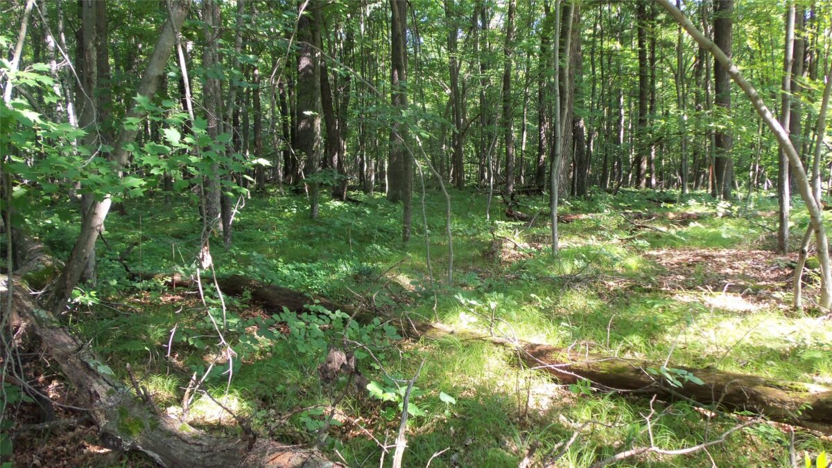 Lot 3 Howard Johnson Trail, Siren WI 54872 - Land house for sale - MLS #1603643 - image4