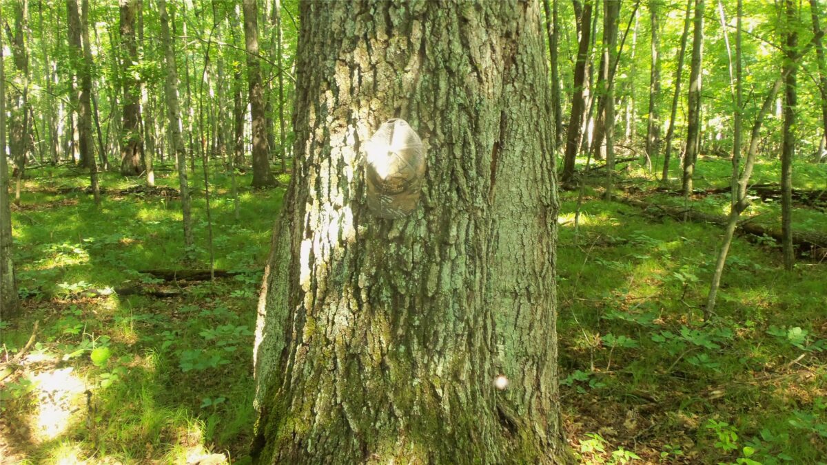 Lot 3 Howard Johnson Trail, Siren WI 54872 - Land house for sale - MLS #1603643 - image5