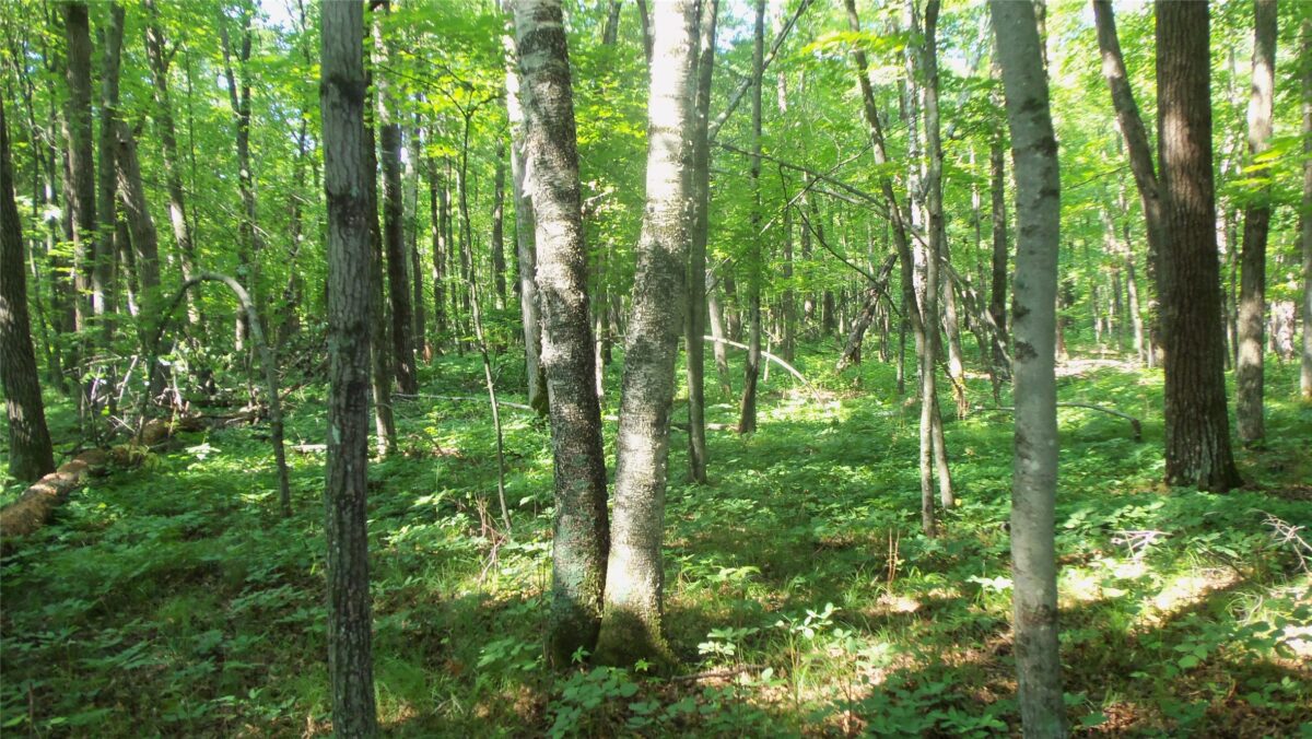 Lot 3 Howard Johnson Trail, Siren WI 54872 - Land house for sale - MLS #1603643 - image6